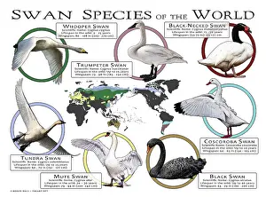 Maps Prints: Swans Species of the World
