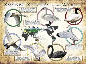 Prints: Swans Species of the World