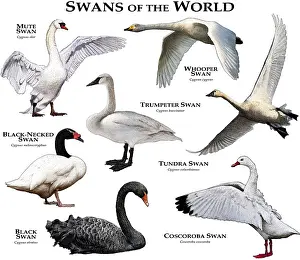 Poster Prints: Swans of the World