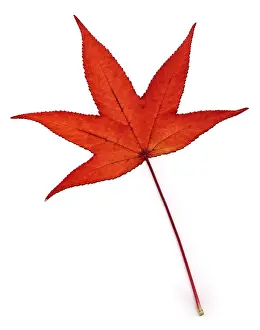 Autumn Prints: Sweetgum Leaf