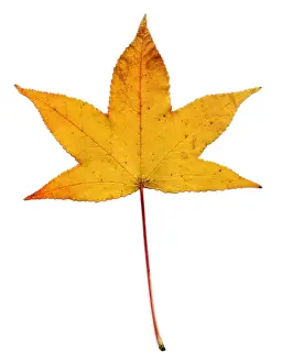 Autumn Prints: Sweetgum Leaf
