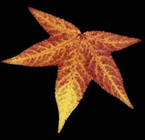Autumn Prints: Sweetgum Leaf