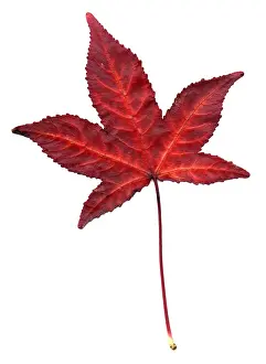 Autumn Prints: Sweetgum Leaf