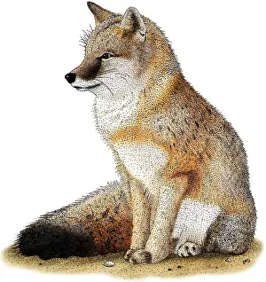 Foxes Prints: Swift Fox