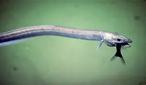 Eels Prints: Synaphobranchid Eel with Prey