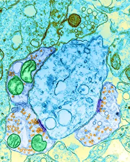 Synapse Prints: Synapse, TEM