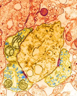 Synapse Prints: Synapse, TEM