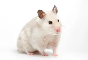 Common Prints: Syrian Hamster (Mesocricetus auratus)