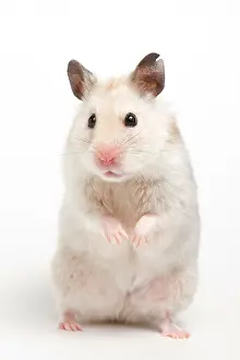 Common Prints: Syrian Hamster (Mesocricetus auratus)