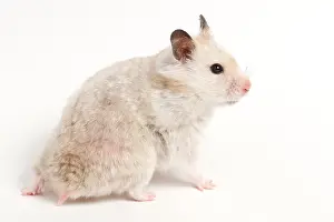 Common Prints: Syrian Hamster (Mesocricetus auratus)