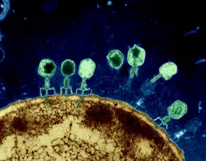 : T-bacteriophages or T-phages Infecting e-coli Bacteria Cell
