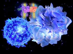 Many Science & Medical Prints: T-cell and dendritic cell interacting