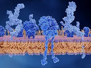 2018 Prints: T-cell receptors and CD4 molecules on the membrane of a T-cell