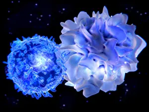 Pathological Prints: T-lymphocyte interacting with an antigen presenting cell (APC)