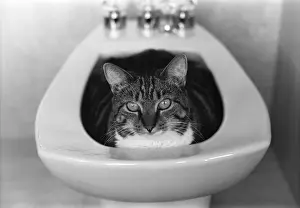 Kittens Prints: Tabby in Bidet