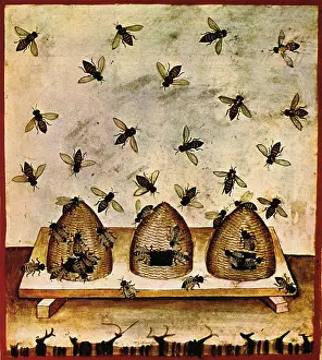 11th Prints: Tacuinum Sanitatis, Beekeeping, 11th Century