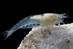 China Prints: Taiji Cave Shrimp
