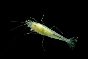 China Prints: Taiji Cave Shrimp