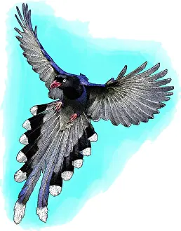 Songbird Prints: Taiwan blue magpie