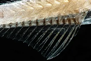 Condition Prints: Tan Bristlemouth (Cyclothone pallida)