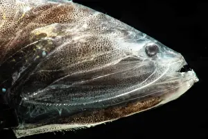 Mexico Prints: Tan Bristlemouth (Cyclothone pallida)
