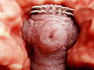 Many Science & Medical Prints: Tapeworm head attached to the intestine