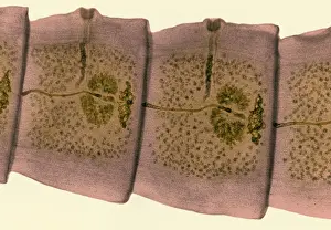 Segment Prints: Tapeworm (Taenia sp.) under a microscope