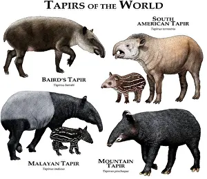 Malayan Prints: Tapirs of the World