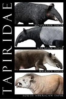 Prints of Collage of all extant species of tapir August Prints: Tapirs of the World
