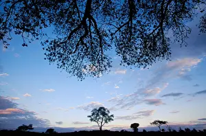 World Cultures Prints: Tarangire National Park, Tanzania