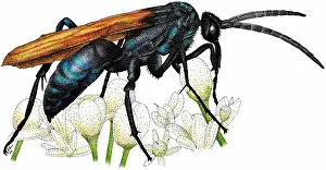 Hawk Prints: Tarantula Hawk Wasp