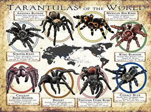 Prints: Tarantulas of the World