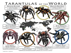 Prints: Tarantulas of the World