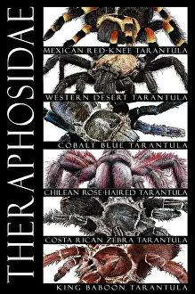 Arthropod Prints: Tarantulas of the World
