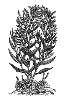 Dragon Prints: Tarragon, Perennial Herb
