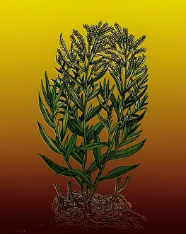 More Science & Medical Prints: Tarragon, Perennial Herb