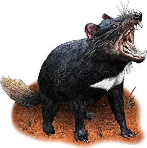 Devil Prints: Tasmanian Devil