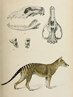 20th Prints: Tasmanian Tiger, Extinct Species