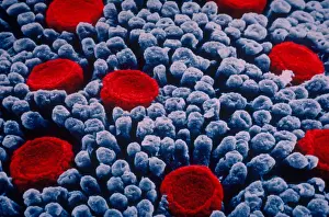 Taste Buds, under a microscope (SEM)