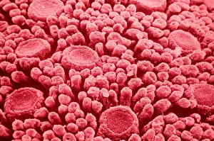 Senses Prints: Taste Buds or papillae of the tongue under a microscope (SEM)