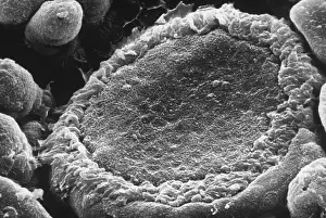 Senses Prints: Taste Organ, under a microscope (SEM)