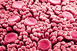 Surface Prints: Tastebuds
