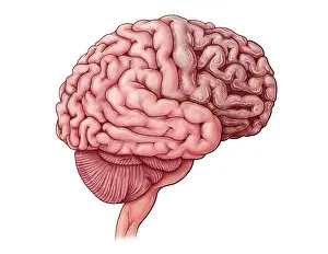 Mutation Prints: Tay-sachs Disease, illustration