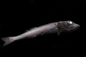 Fish Prints: Teardrop Tubeshoulder (Holtbyrnia innesi)