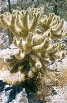 Flora Prints: Teddy Bear Cholla
