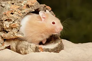 Rodentia Prints: Teddy Bear Hamster