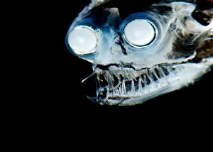Telescope Prints: Telescopefish (Gigantura sp.)