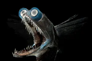 Telescope Prints: Telescopefish (Gigantura sp.)