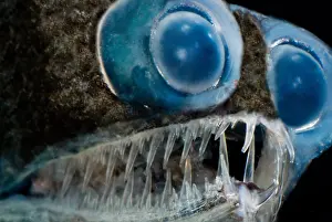 Telescope Prints: Telescopefish (Gigantura sp.)