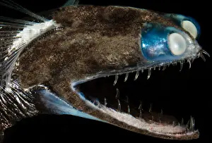 Telescope Prints: Telescopefish (Gigantura sp.)